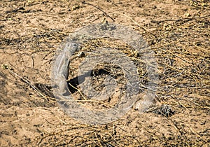 Cape ground squirrel