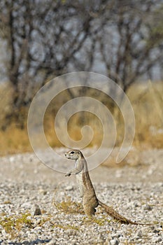 Cape Ground Squirrel - Xerus inauris