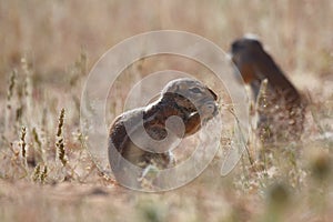 Cape ground squirrel xerus inauris