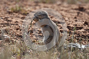 Cape ground squirrel xerus inauris