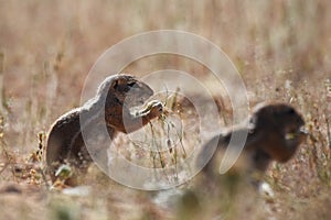 Cape ground squirrel xerus inauris