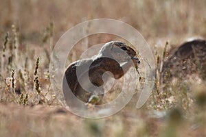 Cape ground squirrel xerus inauris