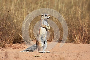 Cape ground squirrel xerus inauris