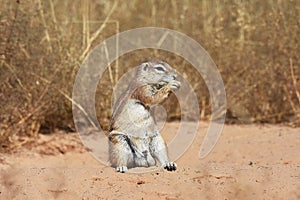 Cape ground squirrel xerus inauris