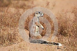 Cape ground squirrel xerus inauris