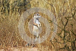 Cape ground squirrel xerus inauris