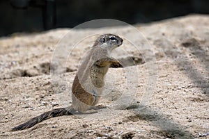 Cape ground squirrel, Xerus inauris