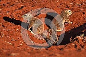 Cape ground squirrel xerus inauris