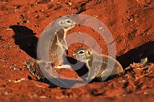 Cape ground squirrel xerus inauris