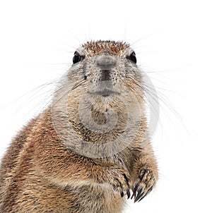 Cape Ground Squirrel, Xerus inauris