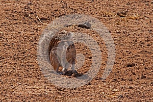 Cape Ground Squirrel Xerus inauris 4766