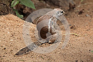 Cape ground squirrel (Xerus inauris).