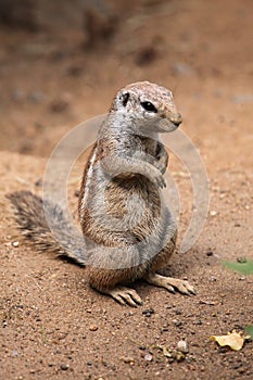 Cape ground squirrel (Xerus inauris).