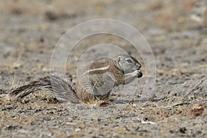 Cape ground-squirrel, Xerus inauris,