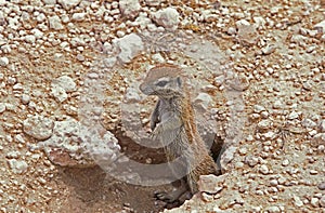 Cape Ground Squirrel, xerus inauris, Adult standing at Den Entrance, South Africa