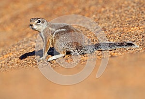 Cape ground squirrel, Xerus inauris, cute animal in the nature habitat, Spitzkoppe, Namibia in Africa. Squirrel sitting on the