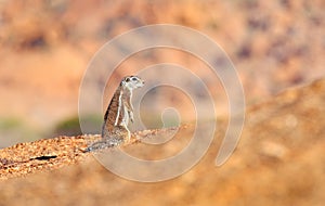 Cape ground squirrel, Xerus inauris, cute animal in the nature habitat, Spitzkoppe, Namibia in Africa. Squirrel sitting on the