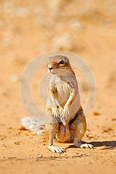 Cape ground squirrel, Xerus inauris, cute animal in the nature habitat, Spitzkoppe, Namibia in Africa. Squirrel sitting in sand,