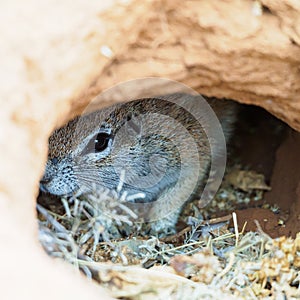 Cape ground squirrel, Xerus inauris. Madikwe Game Reserve, South Africa