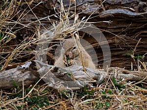 Cape ground squirrel, Xerus inauris. Madikwe Game Reserve, South Africa