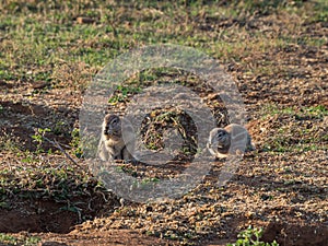 Cape ground squirrel, Xerus inauris. Madikwe Game Reserve, South Africa
