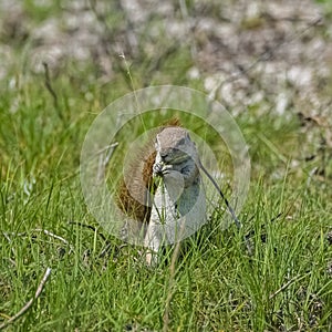 Cape ground squirrel, Xerus inauris, in Namibia