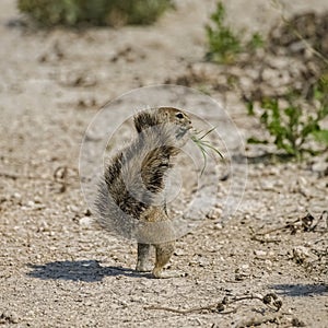 Cape ground squirrel, Xerus inauris, in Namibia