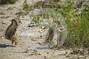 Cape ground squirrel, Xerus inauris, in Namibia