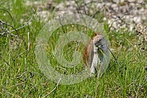 Cape ground squirrel, Xerus inauris, in Namibia