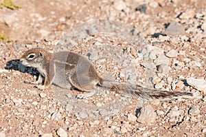 Cape ground squirrel, Xerus inauris in Northern Namibia