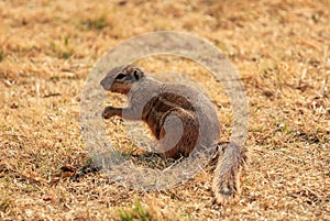 The Cape ground squirrel Xerus inauris sitting in a meadow