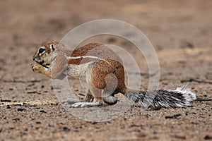 Cape ground squirrel Xerus inauris is sitting on the sandy ground of the desert and eating