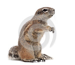 Cape Ground Squirrel, Xerus inauris, standing