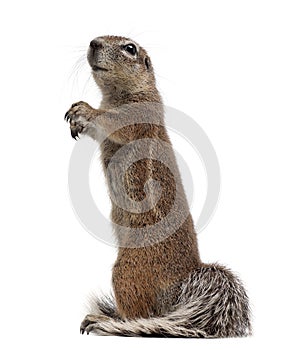 Cape Ground Squirrel, Xerus inauris, standing
