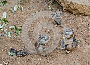 Cape ground squirrel (Xerus inauris). Wildlife animal....IMAGE