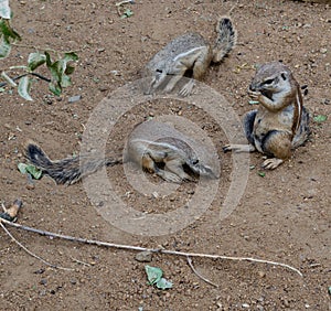 Cape ground squirrel (Xerus inauris). Wildlife animal....IMAGE