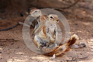 The Cape ground squirrel Xerus inauris, a young individual sneezes a resting mother.Two sguirel in desert sand