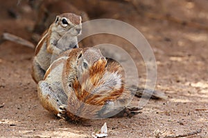 The Cape ground squirrel Xerus inauris, a young individual sneezes a resting mother.Two sguirel in desert sand
