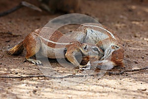 The Cape ground squirrel Xerus inauris, a young individual sneezes a resting mother.Two sguirel in desert sand