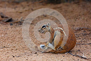 The Cape ground squirrel Xerus inauris, a young individual sneezes a resting mother.Young sguirel in red desert sand