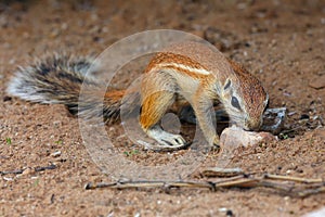 The Cape ground squirrel Xerus inauris, a young individual sneezes a resting mother.Young sguirel in red desert sand