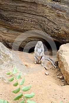 Cape ground squirrel Xerus inauris in zoological garden enclosure in Prague