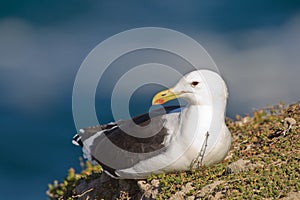 Cape gull (larus vetula)