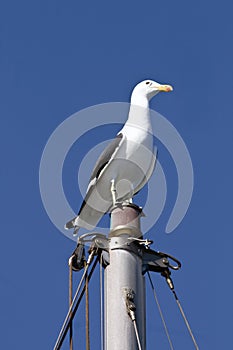 Cape gull perched on mast