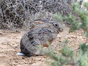 A Cape Hare Lepus capensis in South Africa, displaying typical behavior in its natural habitat