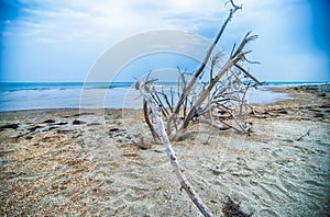 Cape Hatteras National Seashore on Hatteras Island North Carolina USA