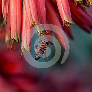 Cape Honey Bee