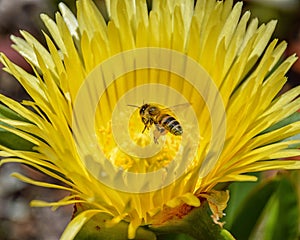 Cape Honeybee on Carpobrotus edulis