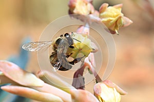 Cape Honeybee gathering pollen from a rock rose flower