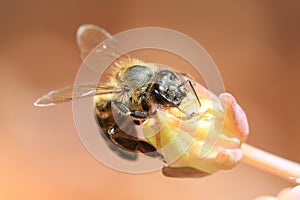 Cape Honeybee gathering pollen from a rock rose flower